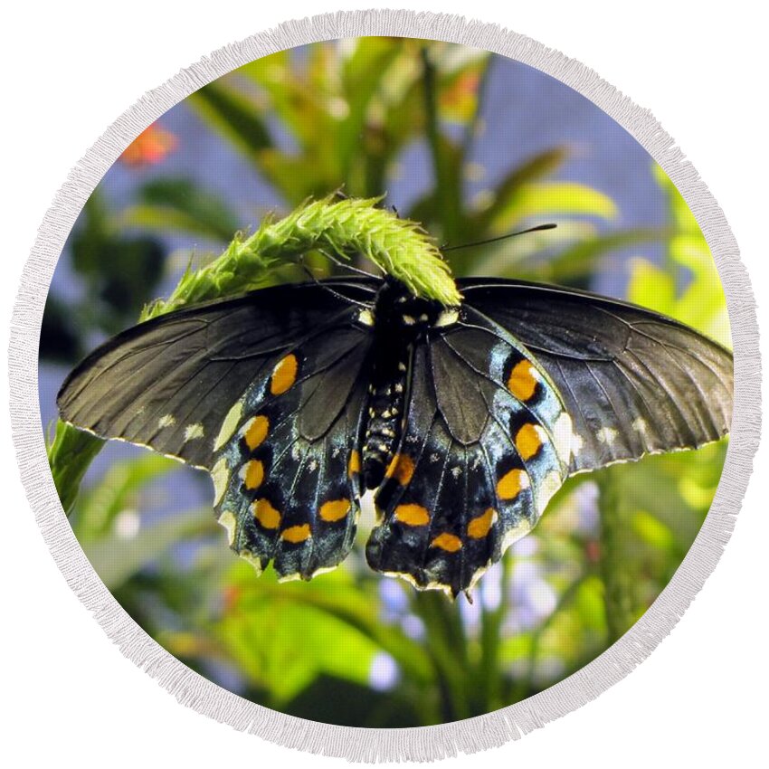 Butterfly Round Beach Towel featuring the photograph Spotted Beauty by Jennifer Wheatley Wolf
