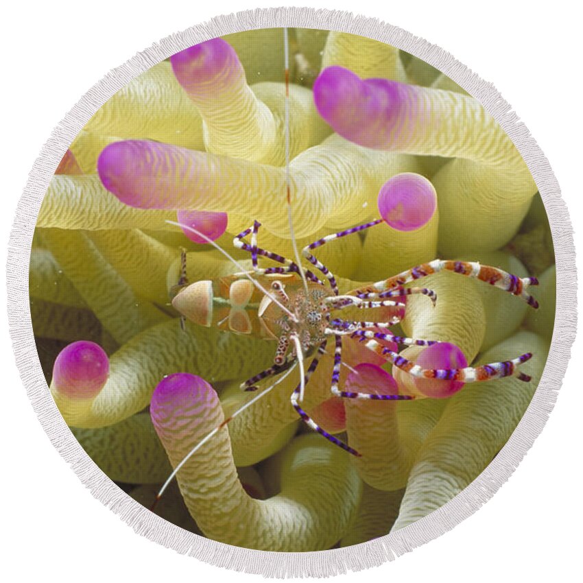 Anemone Round Beach Towel featuring the photograph Spotted Cleaner Shrimp On Pink-tipped by Mary Beth Angelo