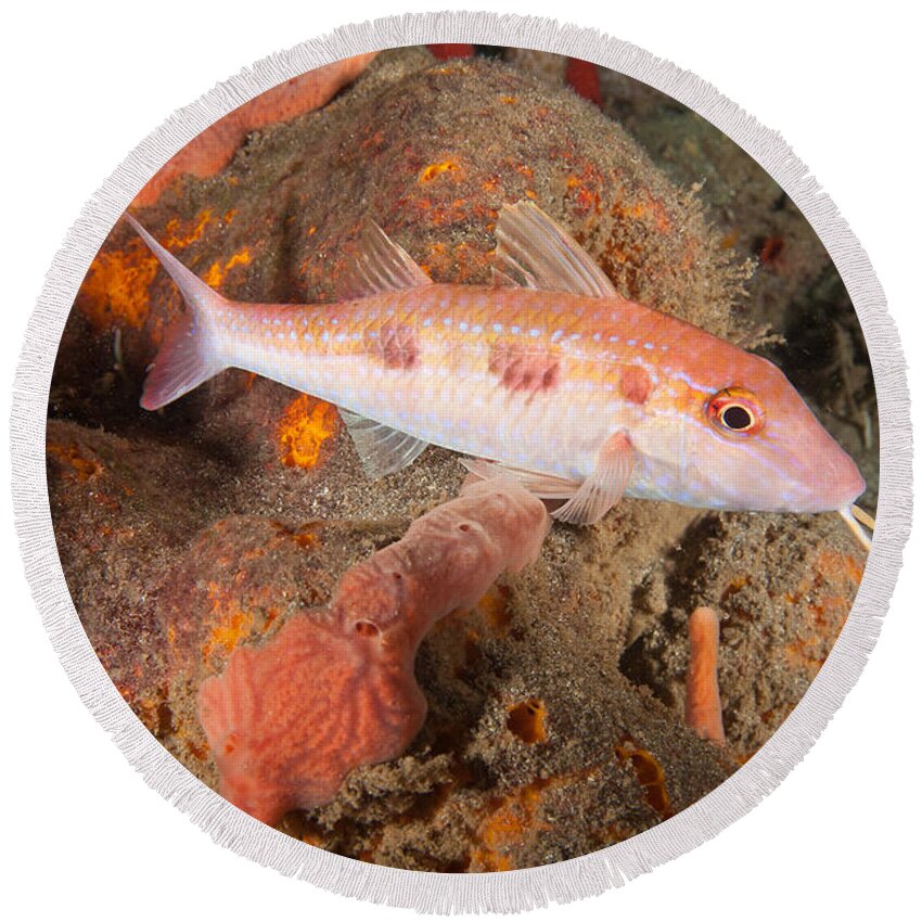 Spotted Goatfish Round Beach Towel featuring the photograph Spotted Goatfish by Andrew J. Martinez