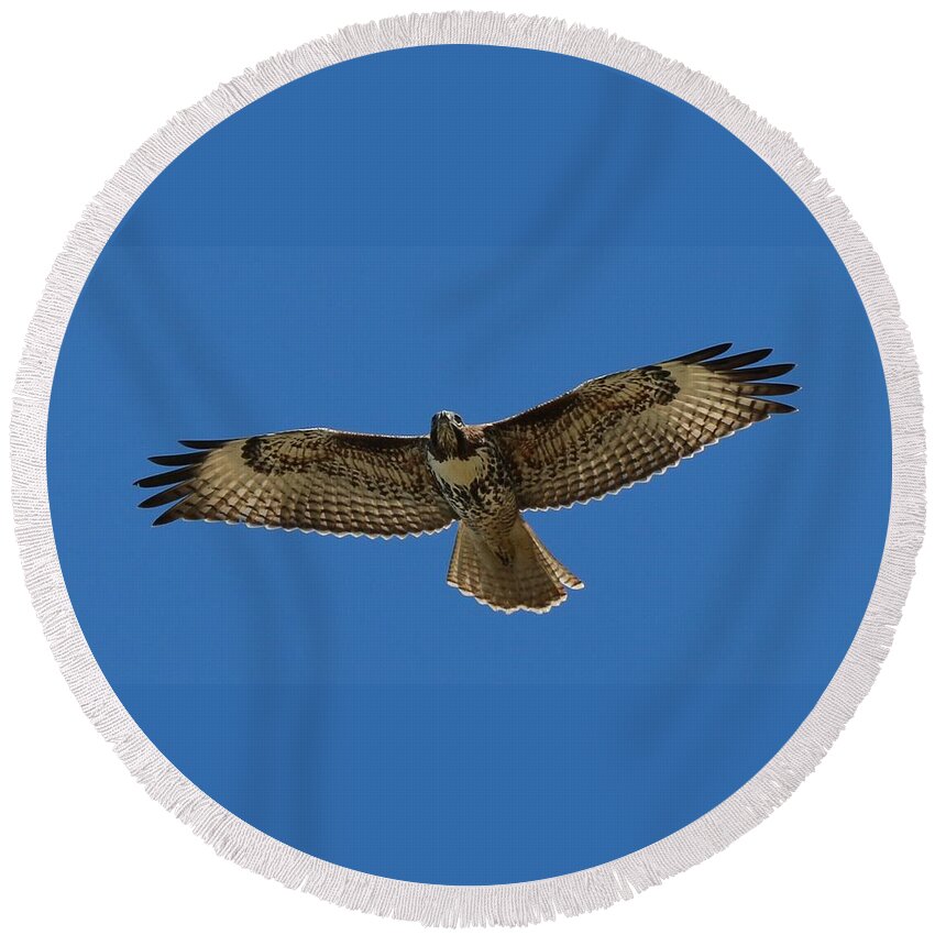 Hawk Round Beach Towel featuring the photograph Spread Your Wings by Christy Pooschke