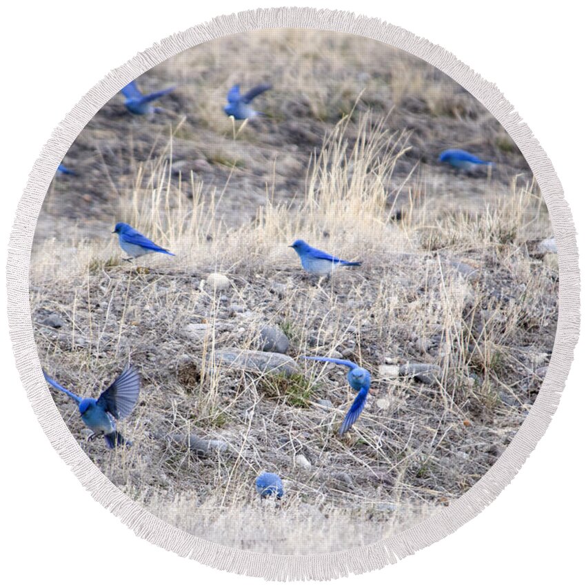 Mountain Bluebirds Round Beach Towel featuring the photograph Spring just flew in by Deby Dixon