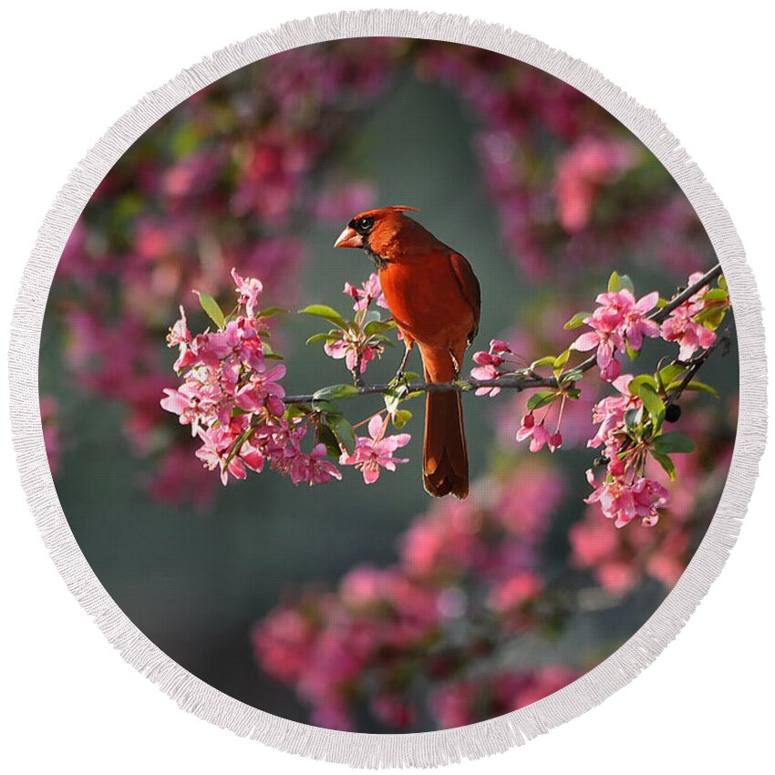 Nature Round Beach Towel featuring the photograph Spring Morning Cardinal by Nava Thompson