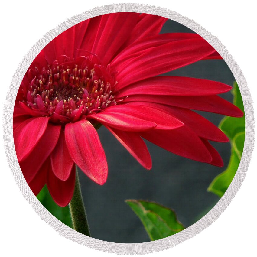 Daisy Round Beach Towel featuring the photograph Spring Red by Pete Trenholm