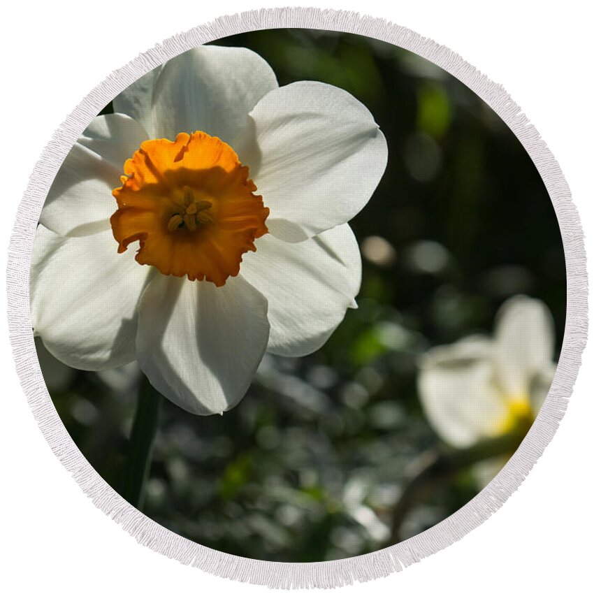 Narcissus Round Beach Towel featuring the photograph Spring Sunshine and Blooms by Georgia Mizuleva
