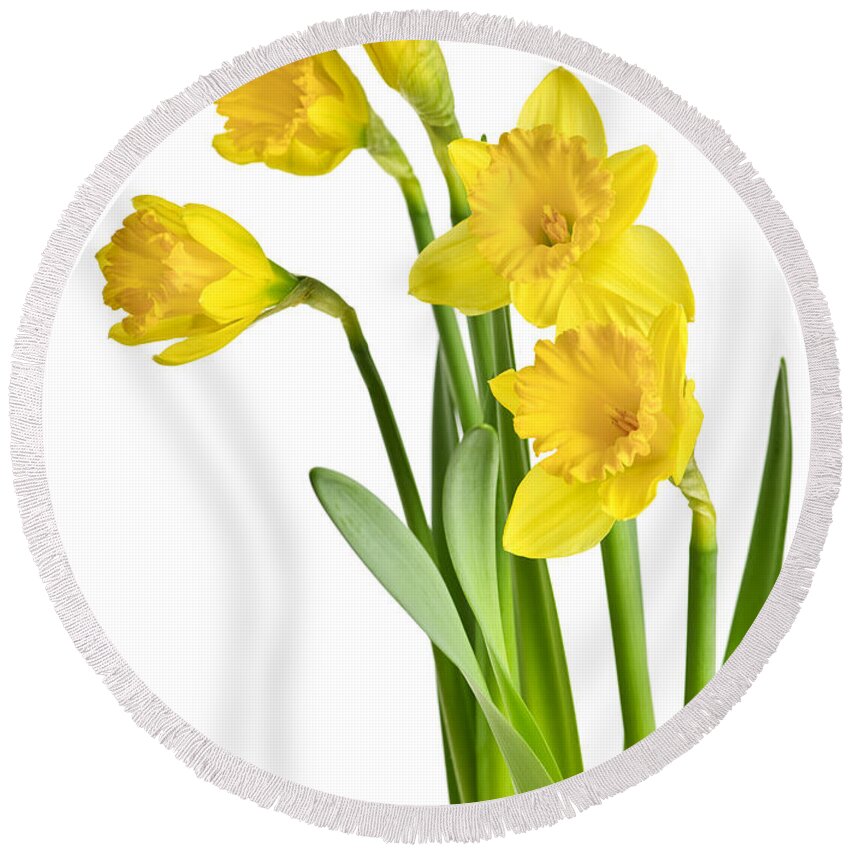 Flowers Round Beach Towel featuring the photograph Spring yellow daffodils by Elena Elisseeva