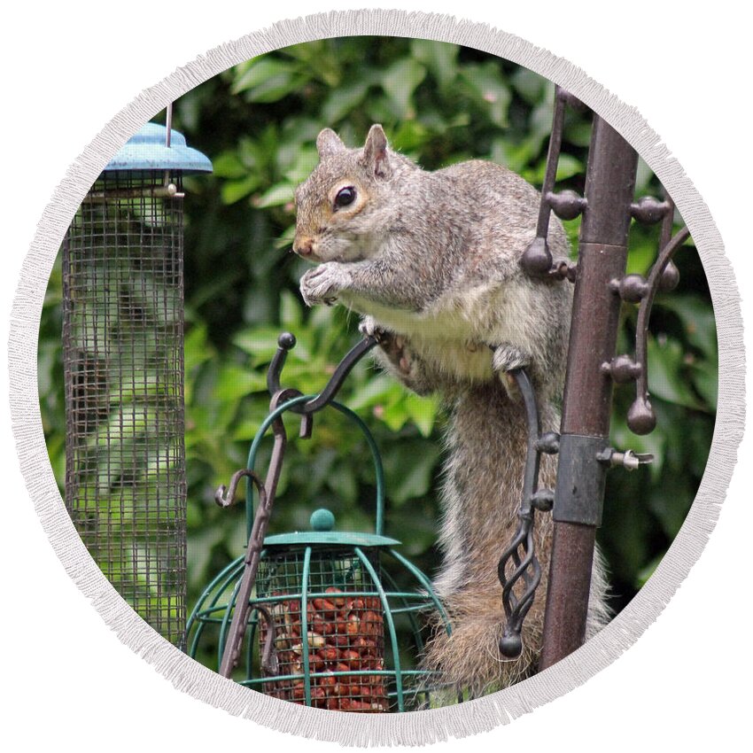 Grey Squirrel Round Beach Towel featuring the photograph Squirrel eating nuts by Tony Murtagh