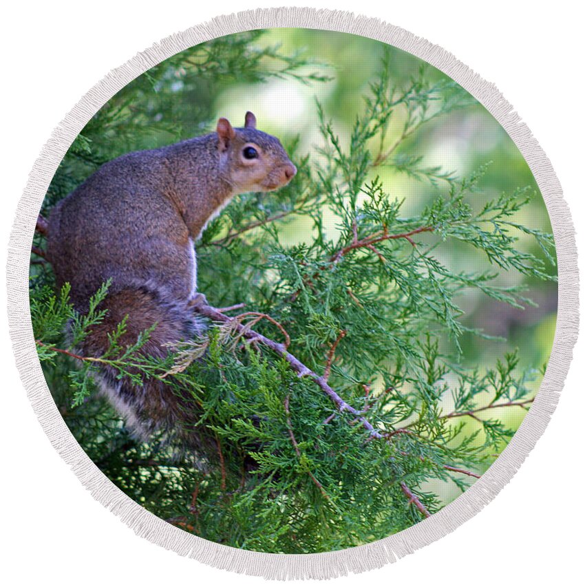 Animal Round Beach Towel featuring the photograph Squirrel in Evergreen by Karen Adams