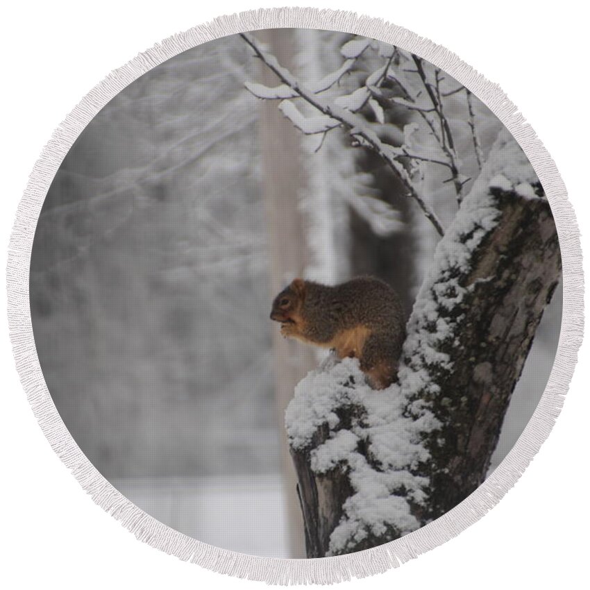 Squirrel Round Beach Towel featuring the photograph Squirrel in Winter by Valerie Collins