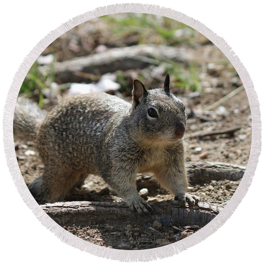 Ground Round Beach Towel featuring the photograph Squirrel Play by Christy Pooschke