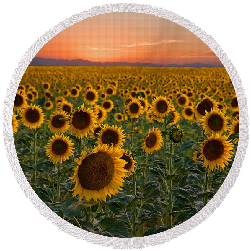 Sunflower Round Beach Towel featuring the photograph Standing at Attention by Ronda Kimbrow