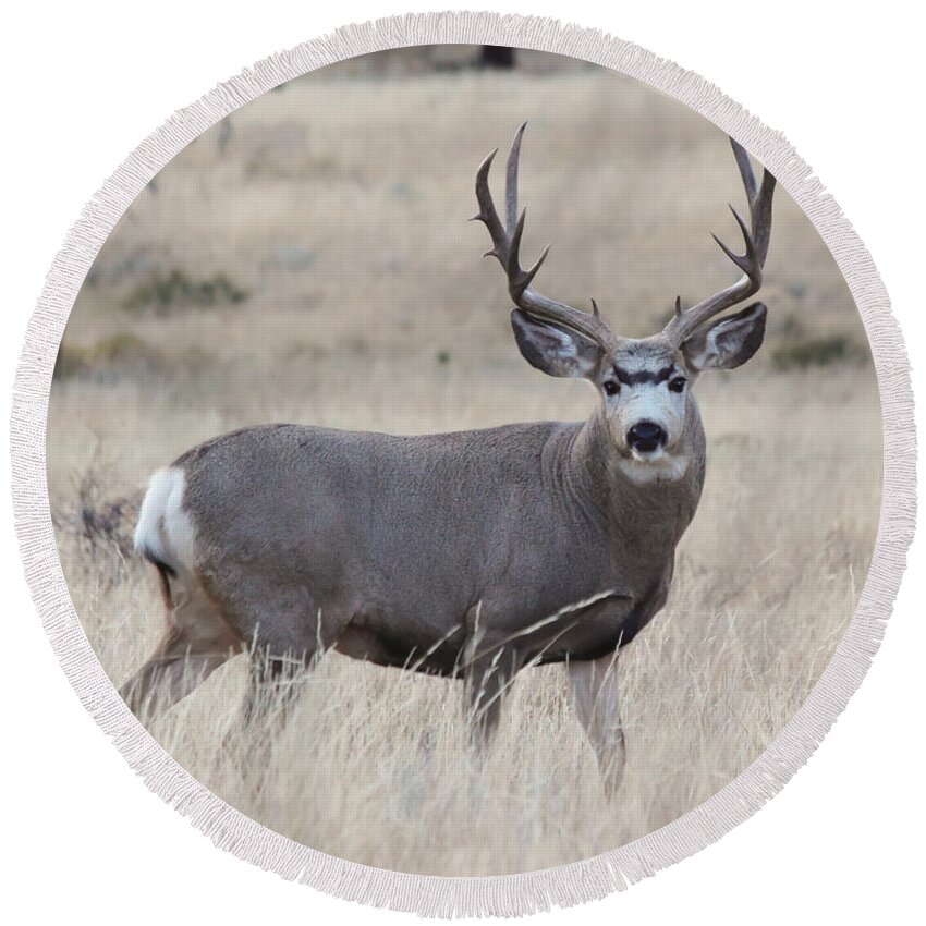 Mule Deer Round Beach Towel featuring the photograph Standing Proud by Shane Bechler