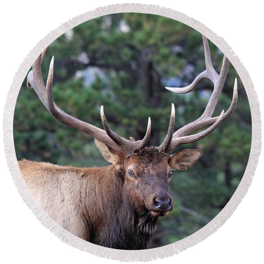 Elk Round Beach Towel featuring the photograph Stare Down #2 by Shane Bechler