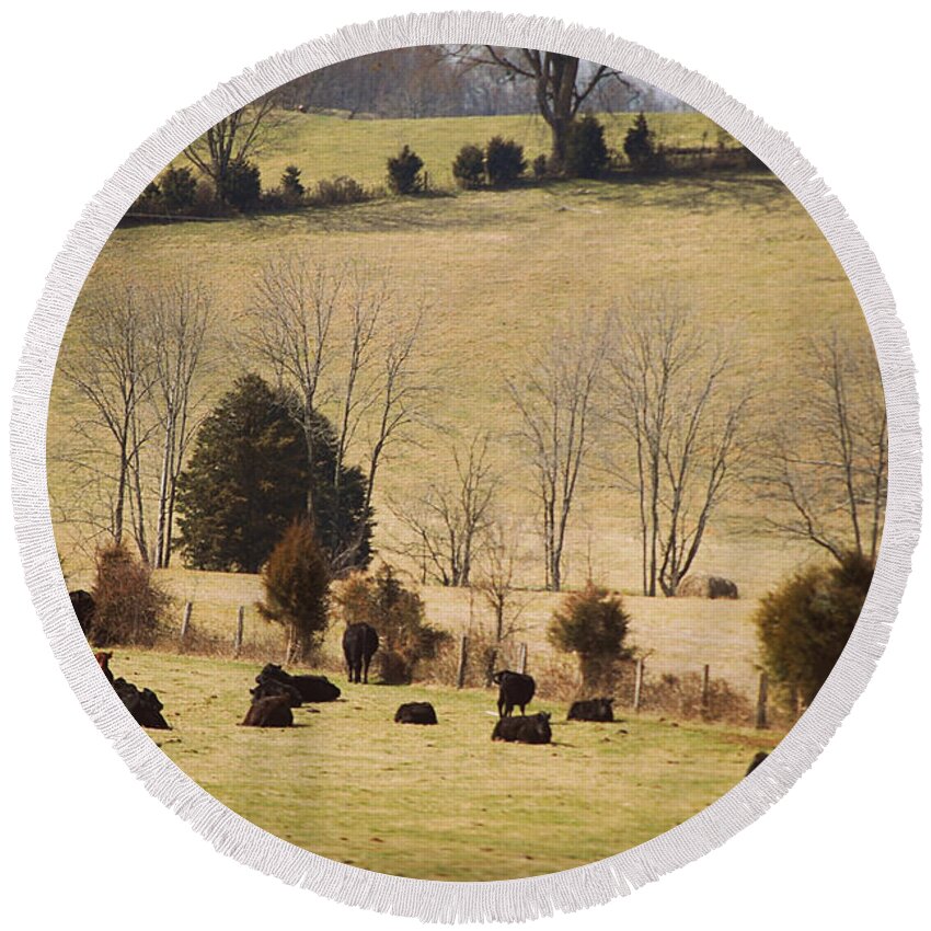 Featured Round Beach Towel featuring the photograph Steers In Rolling Pastures - Kentucky by Paulette B Wright