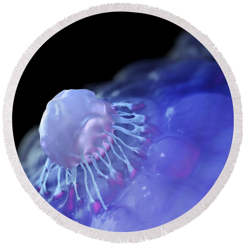 Stem Cell Round Beach Towel featuring the photograph Stem Cells by Science Picture Co