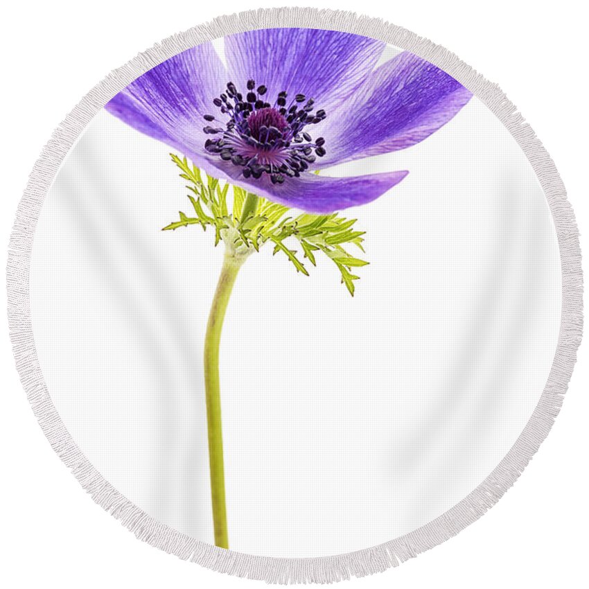 Anemone Round Beach Towel featuring the photograph Stretch by Caitlyn Grasso