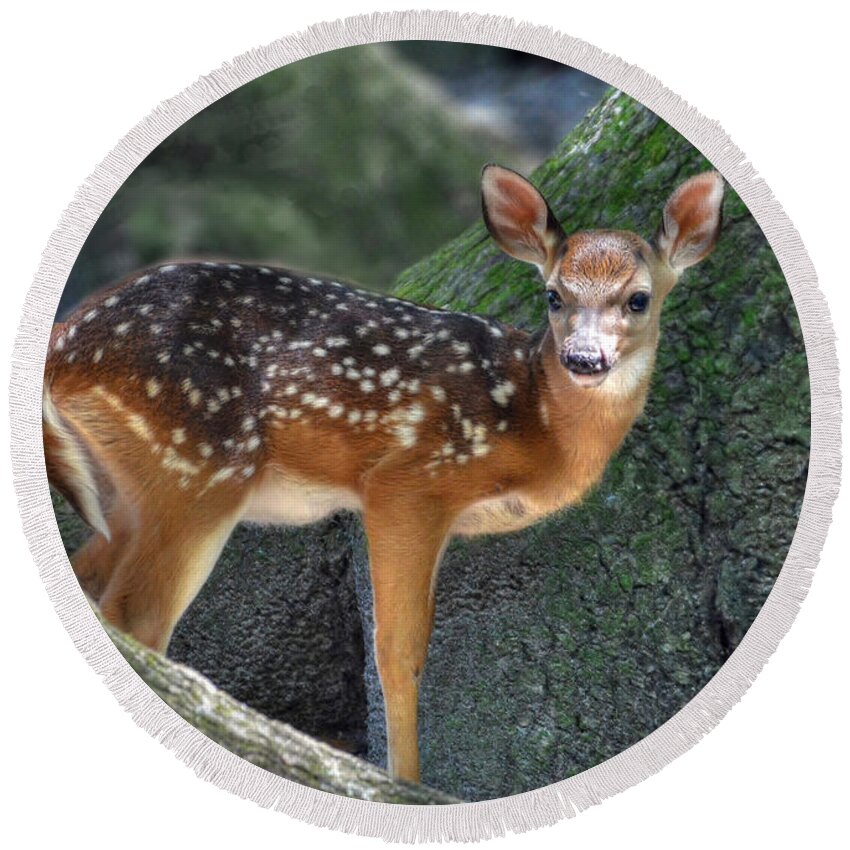Deer Round Beach Towel featuring the photograph Such A Deer by Kathy Baccari