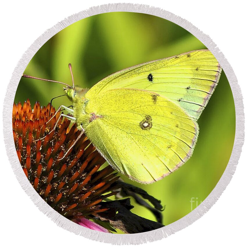 Clouded Sulphur Round Beach Towel featuring the photograph Summer Meadow by Adam Olsen