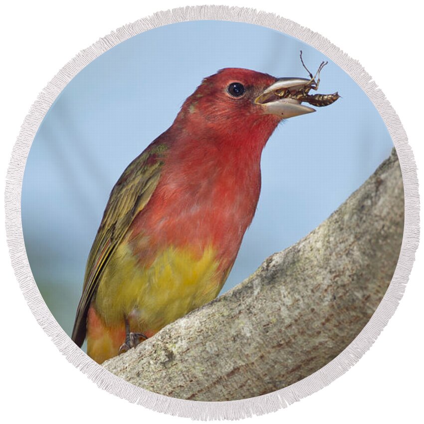 Summer Tanager Round Beach Towel featuring the photograph Summer Tanager Eating Wasp by Anthony Mercieca
