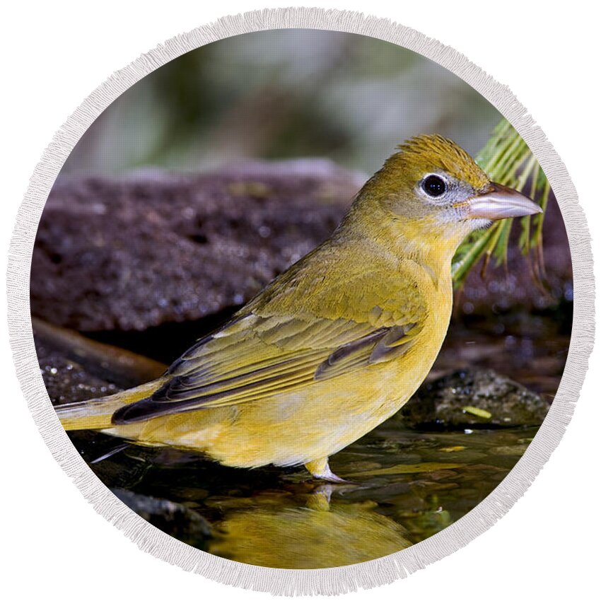 Summer Tanager Round Beach Towel featuring the photograph Summer Tanager Female In Water by Anthony Mercieca