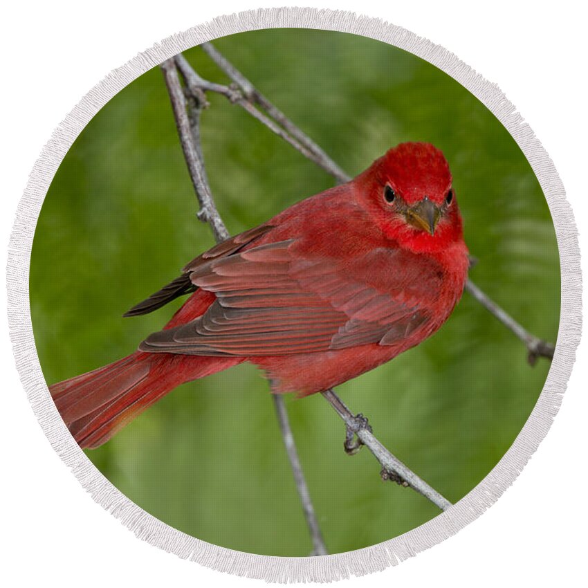 Summer Tanager Round Beach Towel featuring the photograph Summer Tanager Male by Anthony Mercieca
