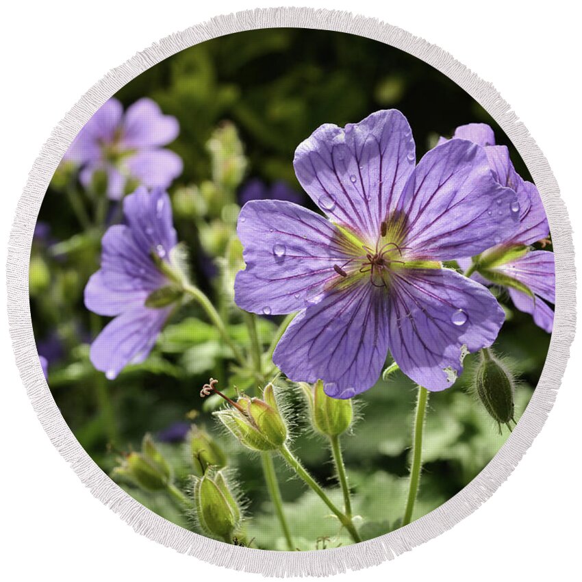 Nature Round Beach Towel featuring the photograph Sun bathed Geranium by Spikey Mouse Photography