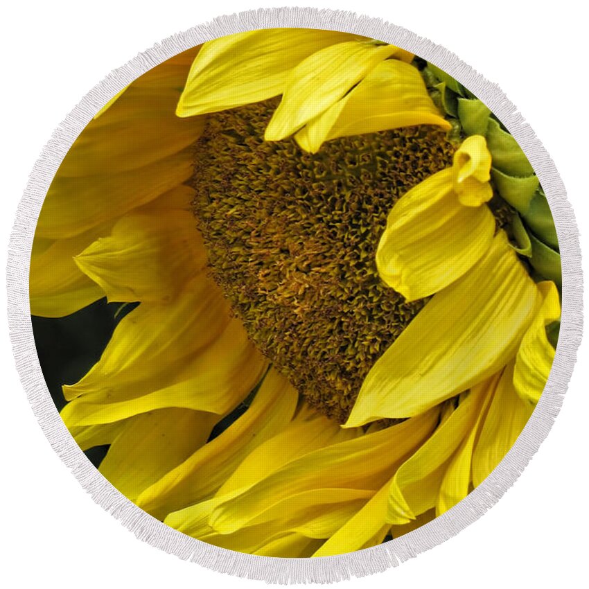 Flower Round Beach Towel featuring the photograph Sunflower by Ann Bridges