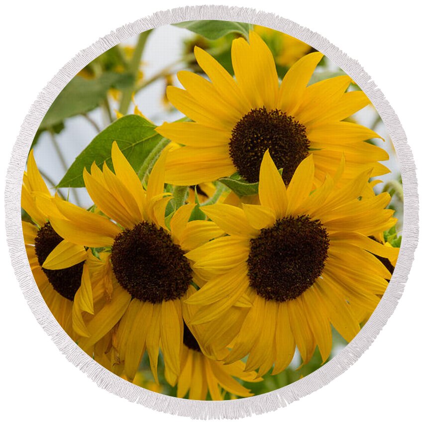 Flower Round Beach Towel featuring the photograph Sunflower Bouquet by Patricia Schaefer