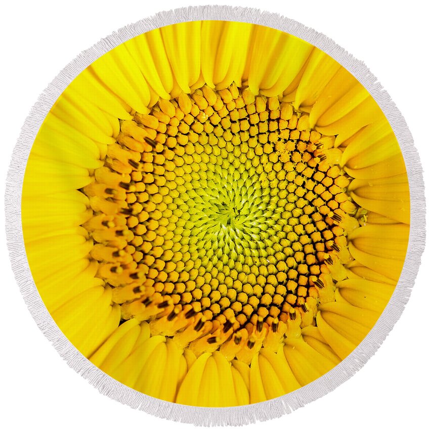 Background Round Beach Towel featuring the photograph Sunflower by Edward Fielding