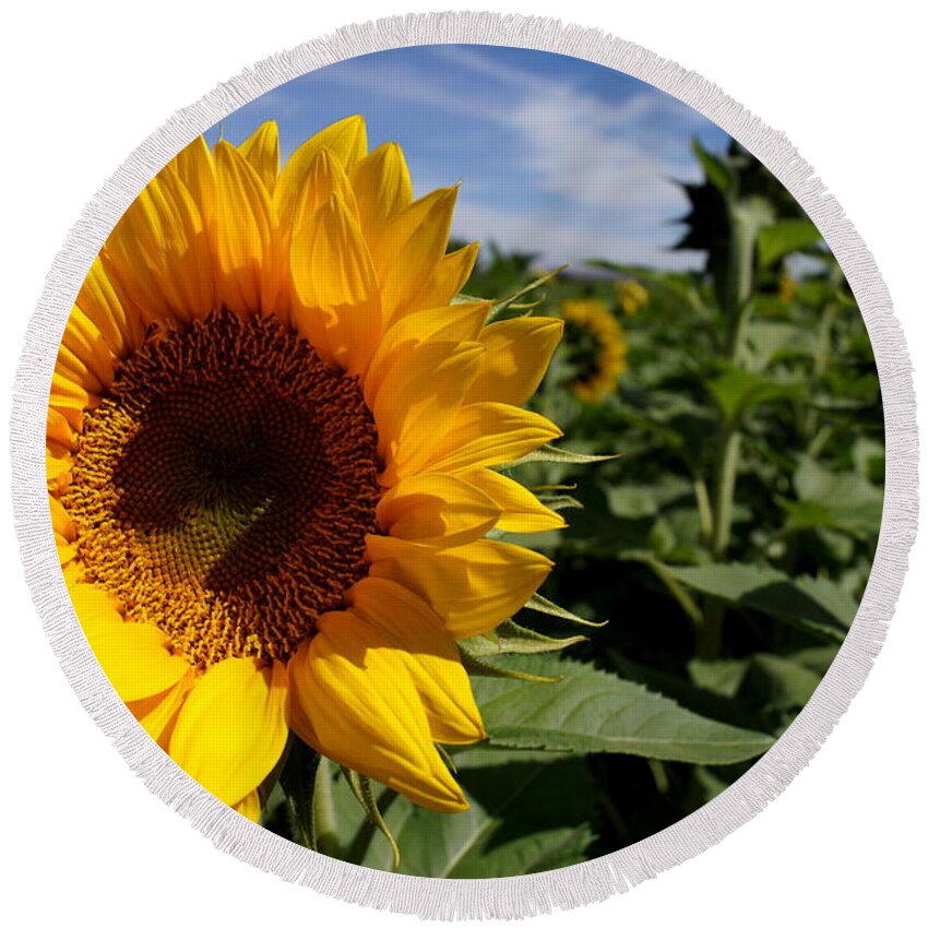 Agriculture Round Beach Towel featuring the photograph Sunflower Glow by Kerri Mortenson