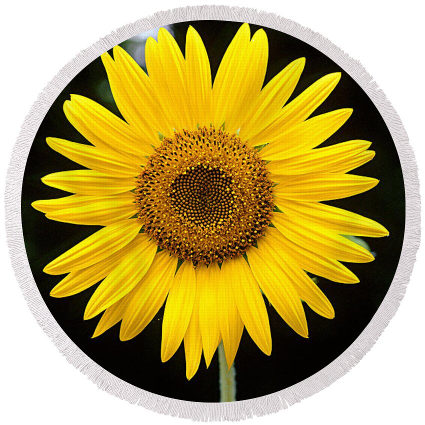 Plant Round Beach Towel featuring the photograph Sunflower by Gregory G. Dimijian