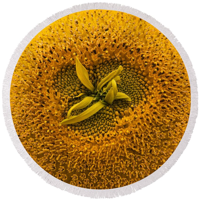 Sunflower Round Beach Towel featuring the photograph Sunflower by Sue Leonard