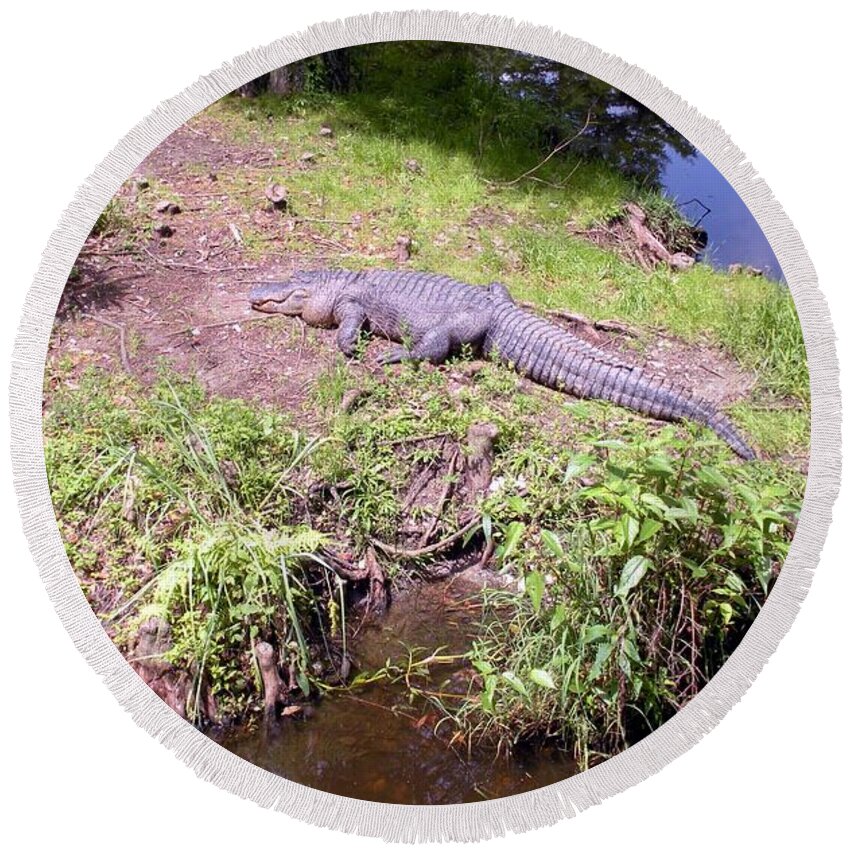 Sunning Round Beach Towel featuring the photograph Sunny Gator by Joseph Baril