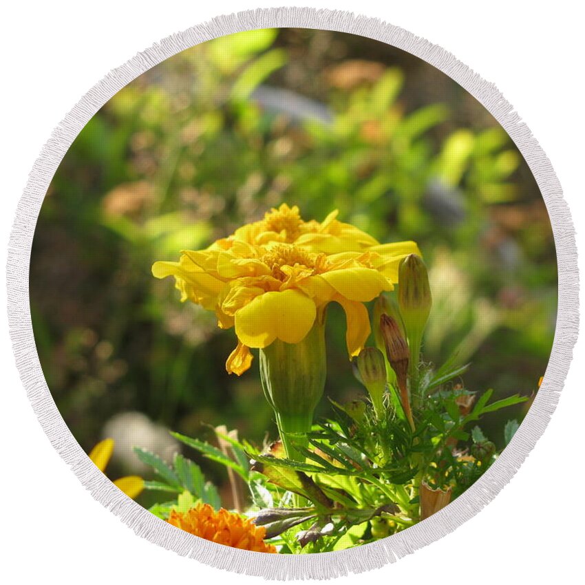 Marigold Round Beach Towel featuring the photograph Sunny Marigold by Leone Lund