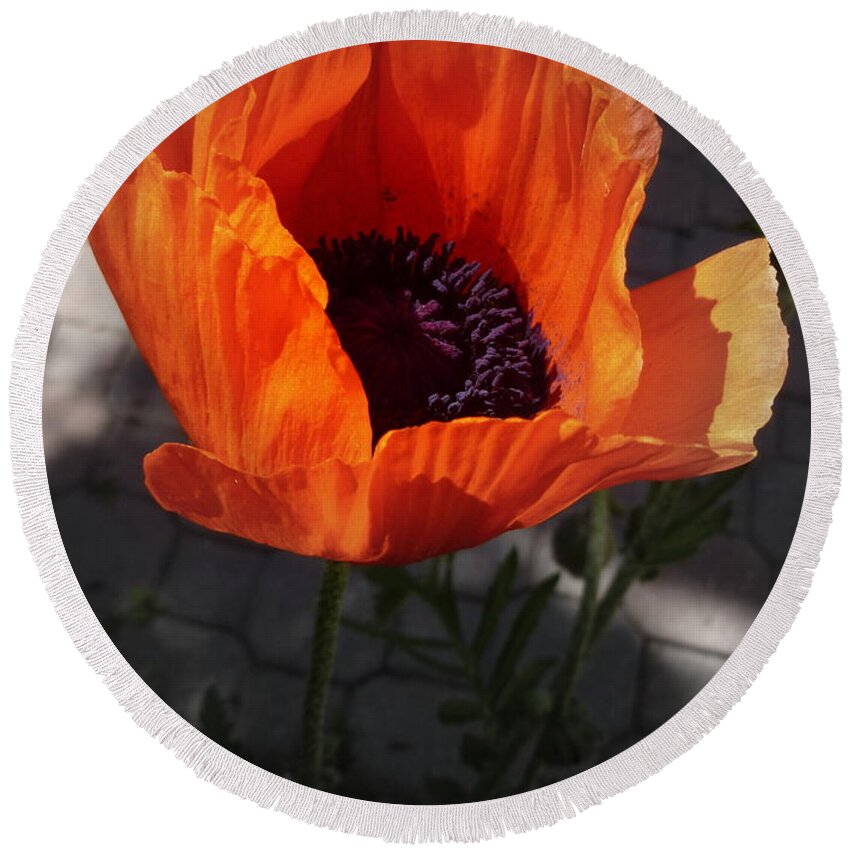 Background Round Beach Towel featuring the photograph Sunshine Poppy by Lingfai Leung