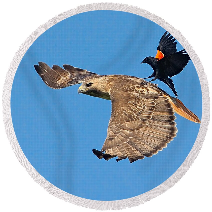 Surfer Round Beach Towel featuring the photograph Surfer Bird by William Jobes