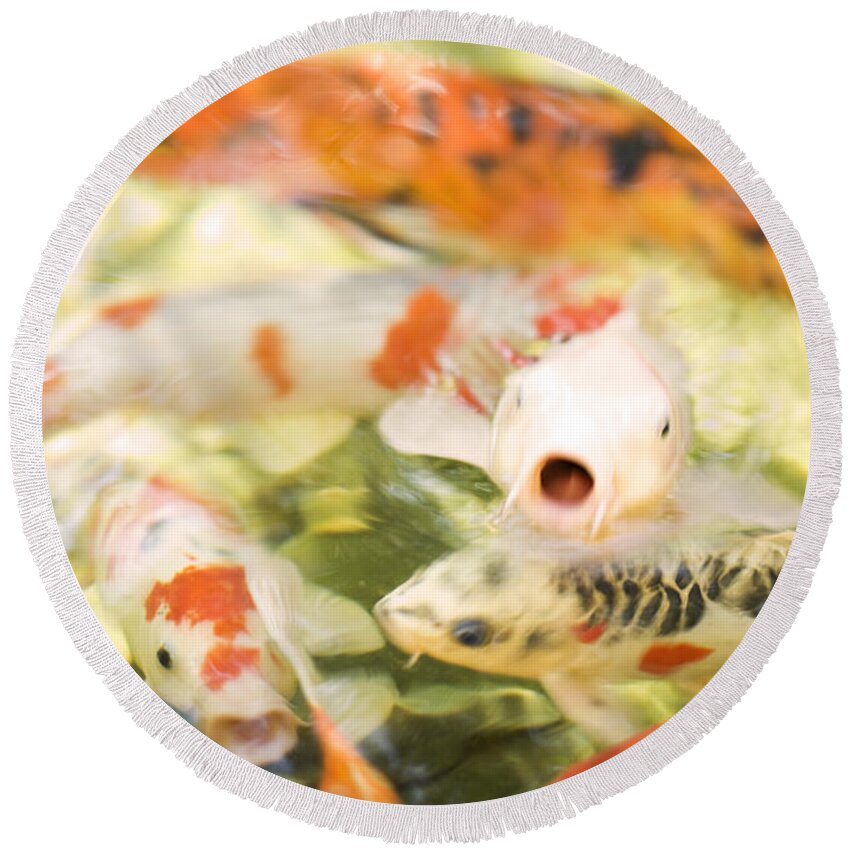 Koi Round Beach Towel featuring the photograph Surprised Koi by Bradley R Youngberg