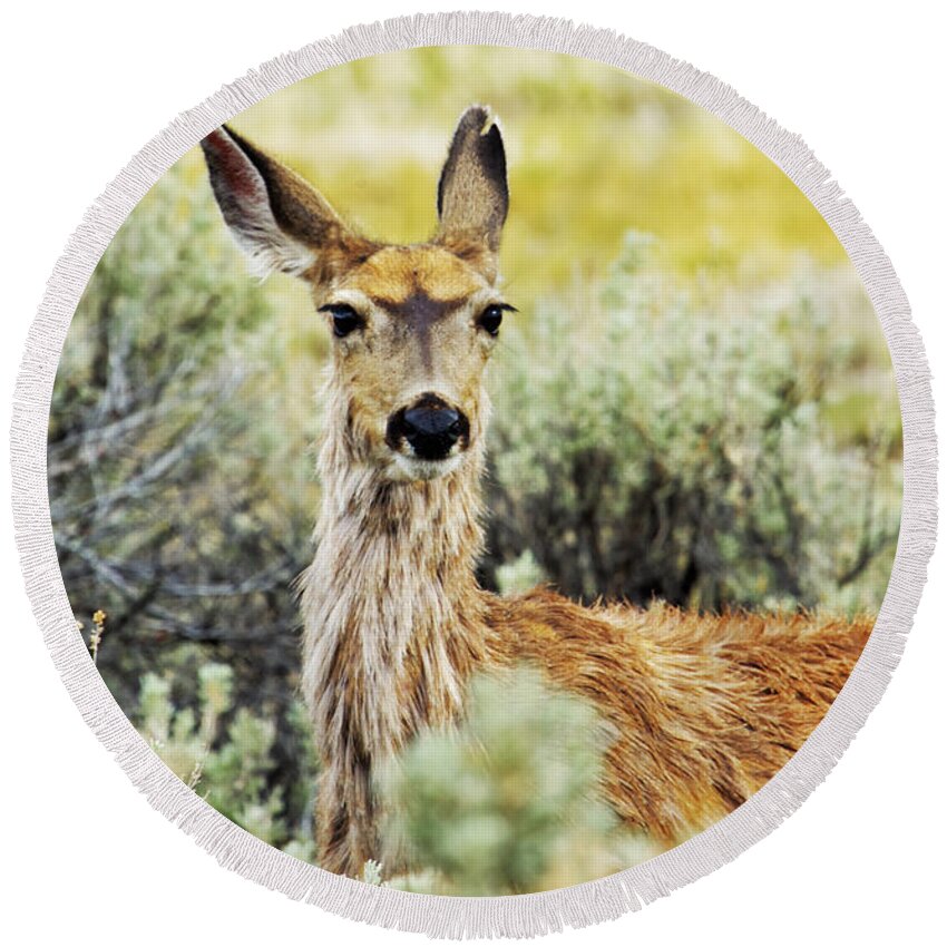 Mule Deer Round Beach Towel featuring the photograph Surround Sound by Belinda Greb
