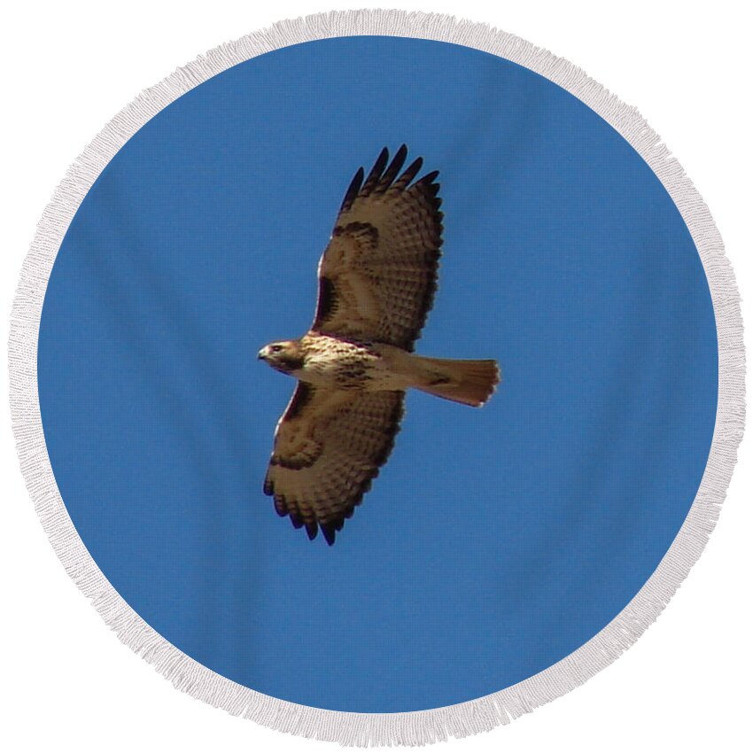 Birds Round Beach Towel featuring the photograph Red-tailed Hawk by Carl Moore