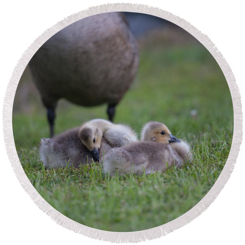 Gosling Round Beach Towel featuring the photograph Sweet Babies by Dale Powell