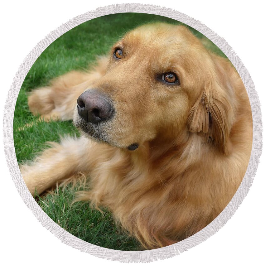 Dog Round Beach Towel featuring the photograph Sweet Golden Retriever by Larry Marshall
