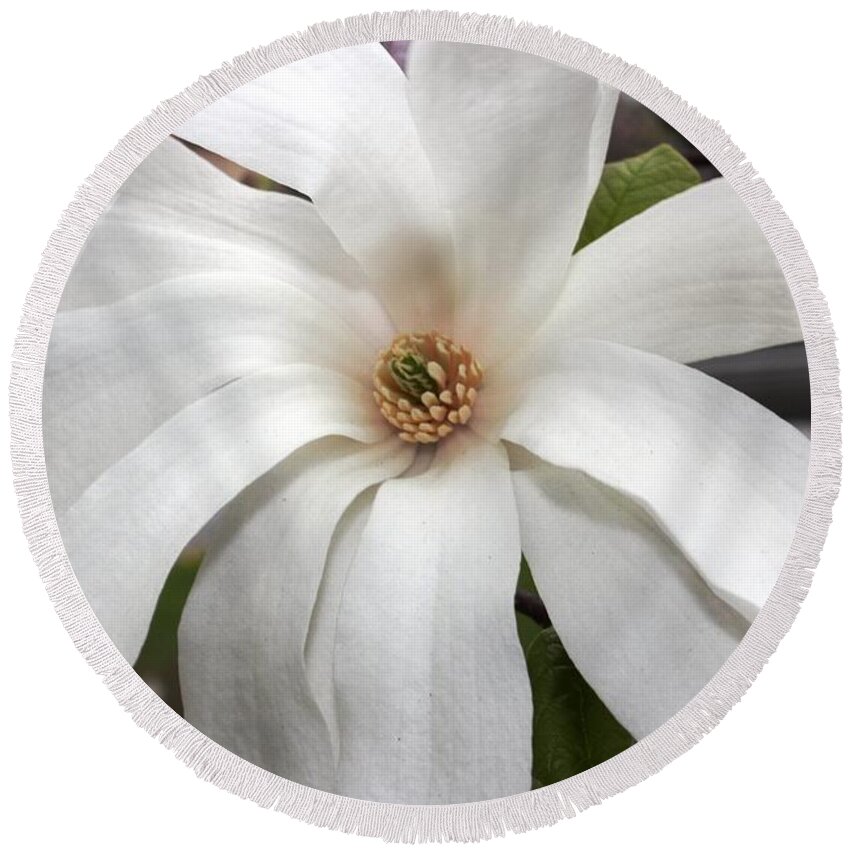 Flowers Round Beach Towel featuring the photograph Sweet Magnolia by Judy Palkimas