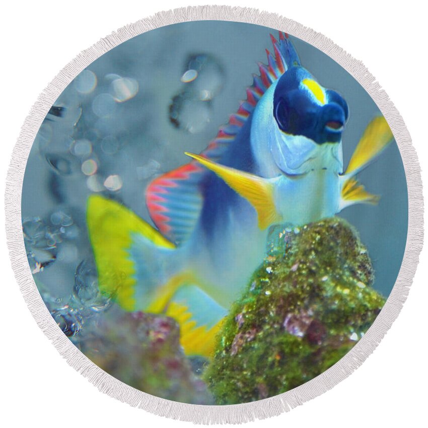 Fish Round Beach Towel featuring the photograph Swimming In A Crystal Sea by Sandi OReilly
