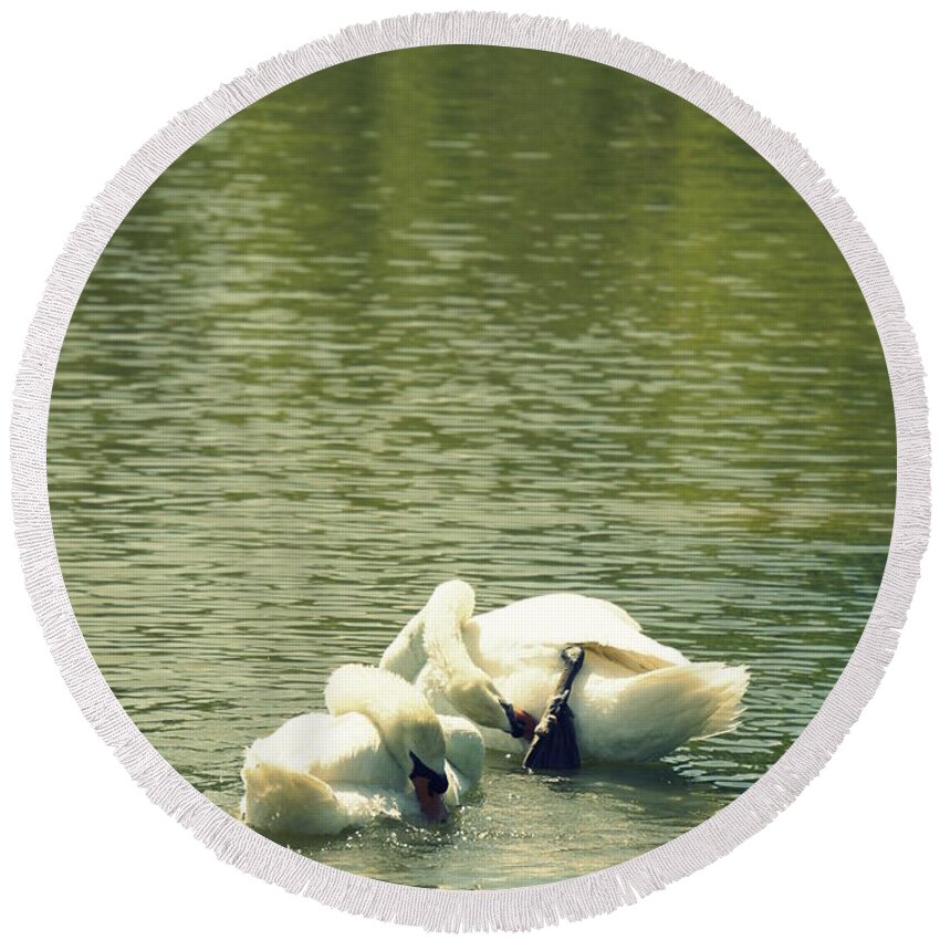 Swan Bath Round Beach Towel featuring the photograph Synchronized Swan Bath by Laurie Perry