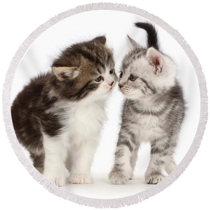 Adorable Round Beach Towel featuring the photograph Tabby Kittens, 6 Weeks Old, Kissing by Mark Taylor