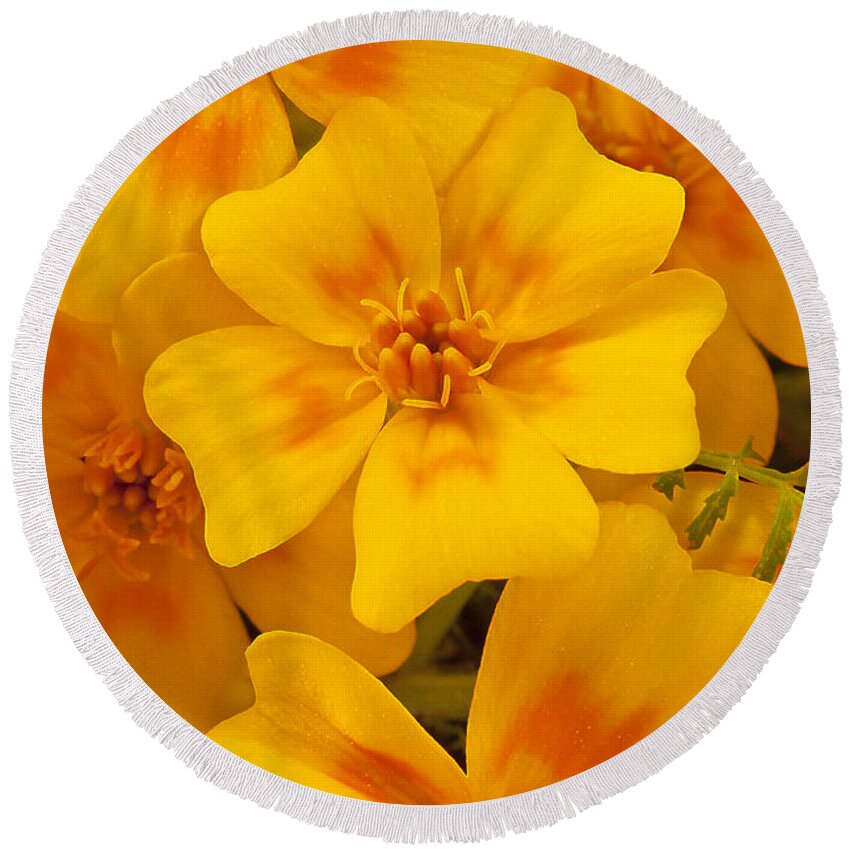 Marigold Round Beach Towel featuring the photograph Tagette Marigold Blossoms Macro by Sandra Foster