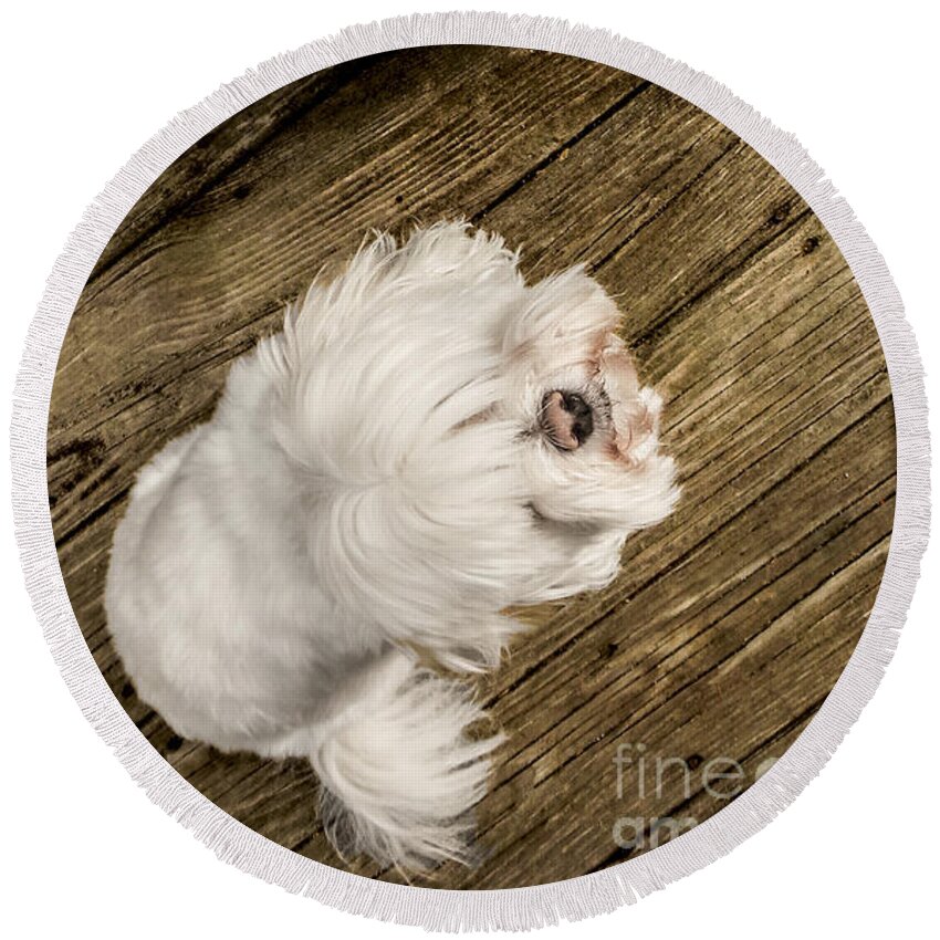 Dog Round Beach Towel featuring the photograph Havanese Puppy by Charlie Cliques