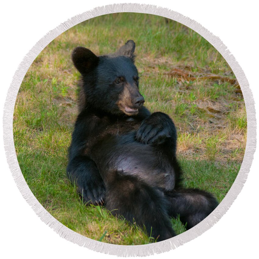 Bears Round Beach Towel featuring the photograph Taking a Break by Brenda Jacobs