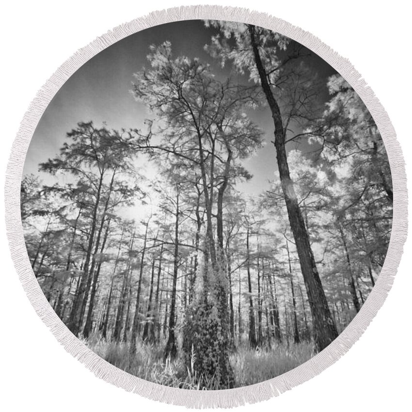 Cypress Round Beach Towel featuring the photograph Tall Cypress Trees by Bradley R Youngberg