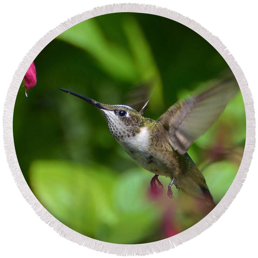 Hummingbird Round Beach Towel featuring the photograph Taste Nature's Sweetness by Kathy Baccari