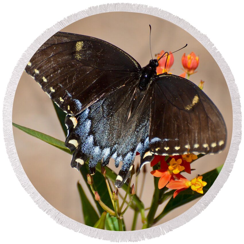 Butterfly Round Beach Towel featuring the photograph Tattered Tails by Kerri Farley